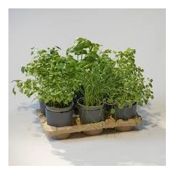 kit pour cultiver des légumes
