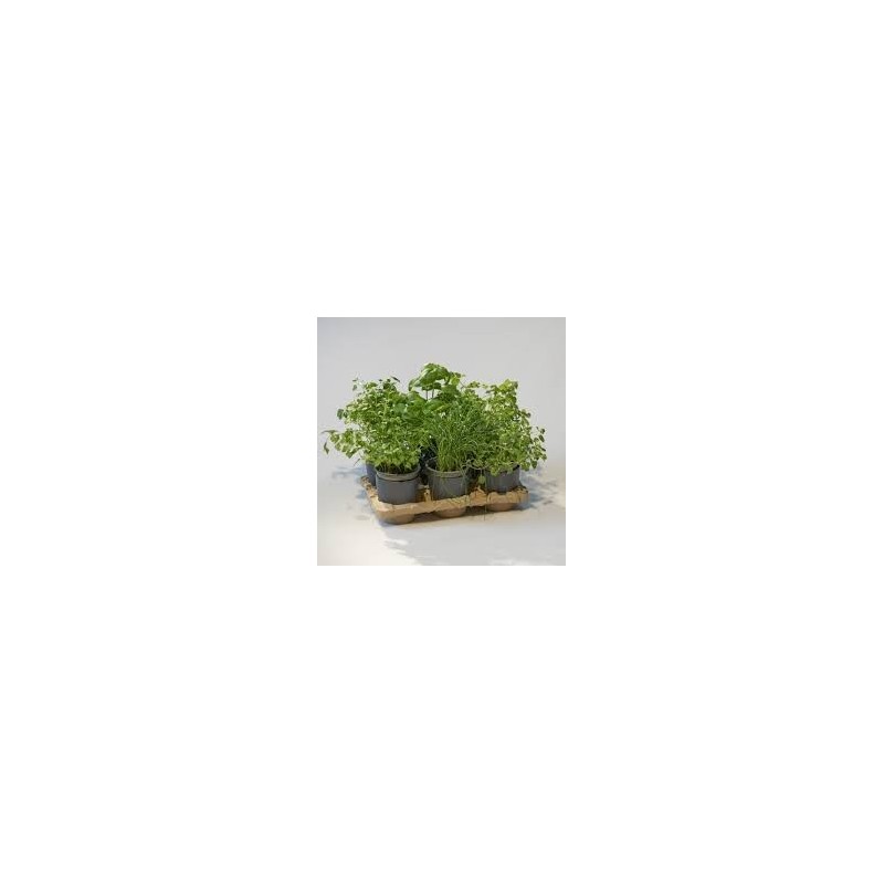 kit pour cultiver des légumes