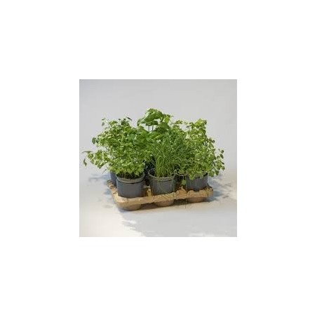 kit pour cultiver des légumes