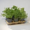 kit pour cultiver des légumes
